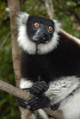 Vari noir et blanc, Varecia variegata, Lémur, Lémurien, Madagascar