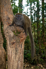 Hapalémur gris, lémurien, Hapalemur griseus, Madagascar