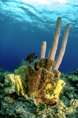 Fototapeta premium Beautiful underwater scene showing the diversity of coral species and other aquatic organisms with vibrant colors in crystal clear waters off the island of Bonaire in the Caribbean