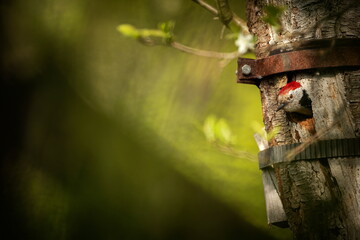 Dendrocopos major. Wild nature of the Czech Republic. Evening photography. Free nature. Beautiful picture. Photos of nature. Bird on the tree. From bird life. Nature. Forest. Spring nature. Expanded i