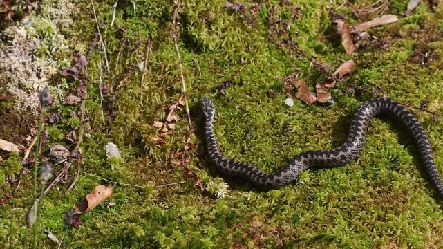 Filmmaterial einer Kreuzotter Schlange auf Boden im Gras mit Laub und Bl&auml;tter im Wald bei Sonnenschein im Sommer, Deutschland