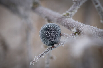 Frozen Blue  berry on a branch