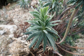 plant in mounitans after the rain