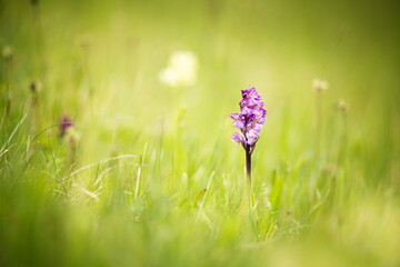 Orchis morio. Orchid in nature in the Czech Republic. Wild nature. A very rare plant. Plant photographed in the morning. The sun in the photo. Beautiful nature. Wild orchids on the morning meadow. Nat