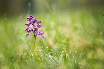 Orchis morio. Orchid in nature in the Czech Republic. Wild nature. A very rare plant. Plant photographed in the morning. The sun in the photo. Beautiful nature. Wild orchids on the morning meadow. Nat
