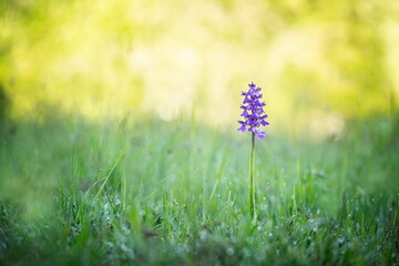 Orchis morio. Orchid in nature in the Czech Republic. Wild nature. A very rare plant. Plant photographed in the morning. The sun in the photo. Beautiful nature. Wild orchids on the morning meadow. Nat