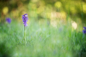 Orchis morio. Orchid in nature in the Czech Republic. Wild nature. A very rare plant. Plant photographed in the morning. The sun in the photo. Beautiful nature. Wild orchids on the morning meadow. Nat