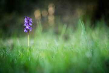 Orchis morio. Orchid in nature in the Czech Republic. Wild nature. A very rare plant. Plant photographed in the morning. The sun in the photo. Beautiful nature. Wild orchids on the morning meadow. Nat