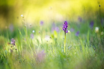 Orchis morio. Orchid in nature in the Czech Republic. Wild nature. A very rare plant. Plant photographed in the morning. The sun in the photo. Beautiful nature. Wild orchids on the morning meadow. Nat