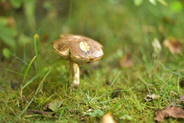 mushroom in the forest