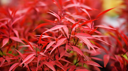 Vivid Autumn-Winter Display of Heavenly Bamboo 'Firepower' in a Rustic Morning Forest Setting