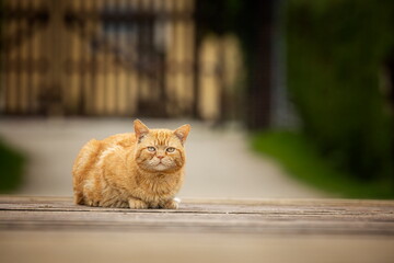 A red-eyed cat with yellow eyes. Portrait of a cat. Czech cat. Red cat. Black cat with yellow eyes. Portrait of black cat. Czech cat. Black cat portrait, focus on green eyes. Ginger cat sleepng on cou