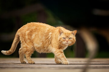 A red-eyed cat with yellow eyes. Portrait of a cat. Czech cat. Red cat. Black cat with yellow eyes. Portrait of black cat. Czech cat. Black cat portrait, focus on green eyes. Ginger cat sleepng on cou
