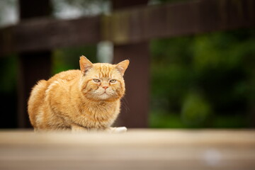 A red-eyed cat with yellow eyes. Portrait of a cat. Czech cat. Red cat. Black cat with yellow eyes. Portrait of black cat. Czech cat. Black cat portrait, focus on green eyes. Ginger cat sleepng on cou