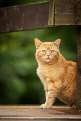 A red-eyed cat with yellow eyes. Portrait of a cat. Czech cat. Red cat. Black cat with yellow eyes. Portrait of black cat. Czech cat. Black cat portrait, focus on green eyes. Ginger cat sleepng on cou