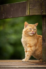 A red-eyed cat with yellow eyes. Portrait of a cat. Czech cat. Red cat. Black cat with yellow eyes. Portrait of black cat. Czech cat. Black cat portrait, focus on green eyes. Ginger cat sleepng on cou