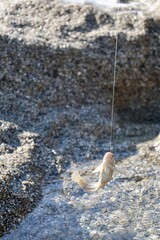 Beach hand fish. High quality photo