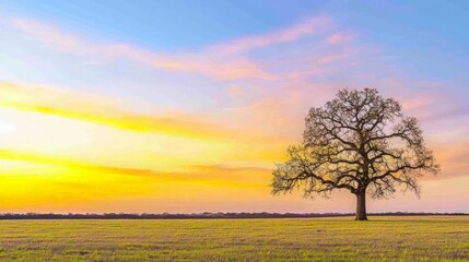 Fototapeta premium Sunset over field, lone tree silhouette. Peaceful landscape for nature, travel posters.