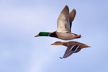 Obraz premium Fliegende Stockenten
