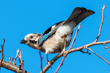 A jay bird sits on a tree branch against a blue sky background