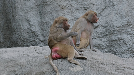 Baboon animal on rock