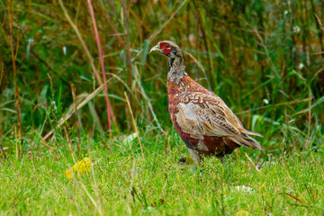 Junge Fasane auf einer Wiese in Schweden im Herbst	
