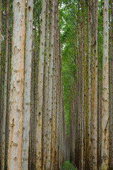 Natural Forest Plantation Trees Wood