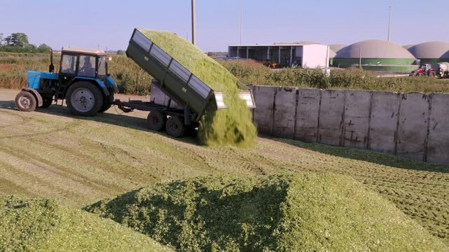 Unloading green sorghum biomass for biogas production on the farm