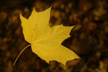 yellow maple leaf at the moment of falling