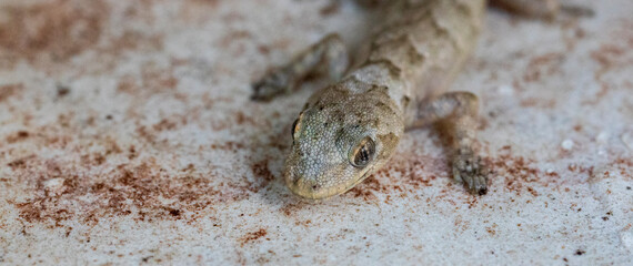 beautiful lizard in the garden. Selective focus