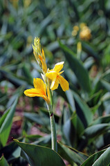 Closeup of a sunlit yellow Canna Lily bloom, New South Wales Australia
