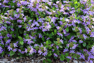 Closeup of Common Fanflower blooms, New South Wales Australia
