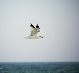 seagull in the sky