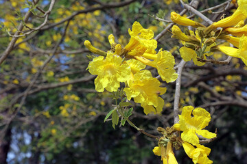 Closeup of Yellow Trumpet tree blooms, New South Wales Australia
