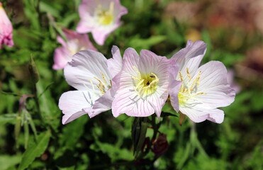 Fototapeta premium Macro image of Wild Petunia blooms, New South Wales Australia 