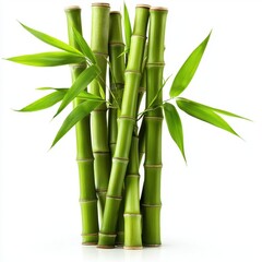 Obraz premium A bamboo stalk, natural element, realistic style, vibrant green, isolated on white background