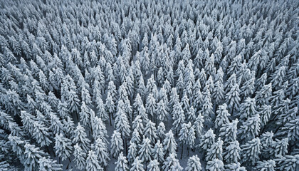 Forêt enneigée en hiver