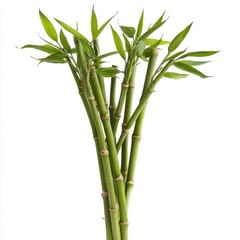 a lucky bamboo plant clipart, prosperity decoration, realistic green stems, isolated on white background