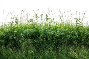 Obraz premium Lush Green Grass and Wildflowers Isolated on White