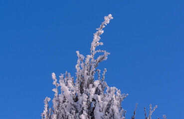 the upper branch of a juniper bush covered with frost against the blue sky