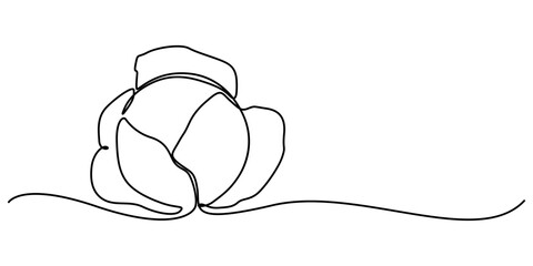 Single continuous line drawing whole and cut sliced healthy organic headed cabbage for farm logo identity, Chinese cabbage in continuous line art drawing style. Bok choy (pak choi) black linear sketch