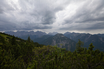 Auf dem Kälbereck beim Schafreuter ein aufziehendes Gewitter. Latschenkiefer im Vordergrund....