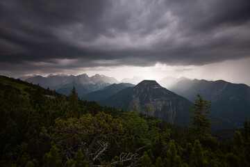 Auf dem Kälbereck beim Schafreuter ein aufziehendes Gewitter. Latschenkiefer im Vordergrund....