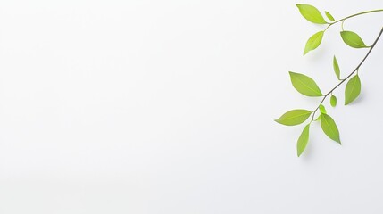 Obraz premium Green Branch on White Background: Minimalist Nature Photography