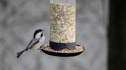 Bird feeder at a backyard during winter with titmouse