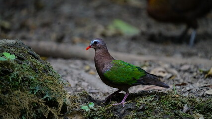 Grey-Capped Emerald Dove. Closeup beautiful bird Common emerald dove, asian emerald dove or grey-capped emerald dove, uprisen angle view, side shot, standing on the branch in nature of national park.