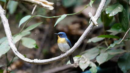 Fototapeta premium Hill blue-flycatcher. Medium-sized confusing flycatcher. Male is beautifully colored, with deep blue upperparts, orange throat and breast, and white belly.