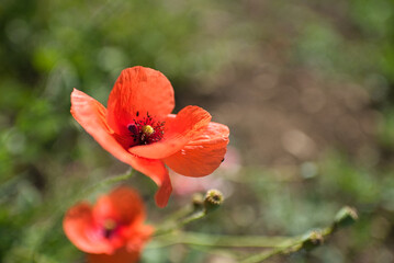 Klatschmohn Blüten auf einer Sommer Wiese