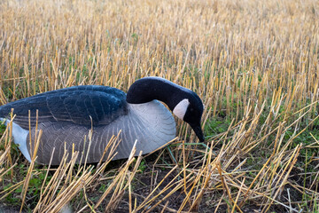 Goose decoy for hunting geese