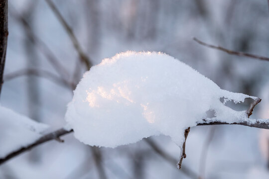 branches covered with snow